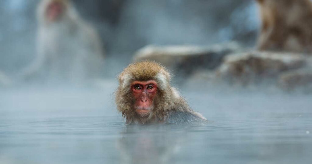 Nordwestlich der Hauptstadt Tokio befindet sich der Jigokudani Affenpark. Dort leben die Japan-Makaken (oder "Snowmonkeys"), die berühmt dafür sind, dass sie ihre Onsen lieben.