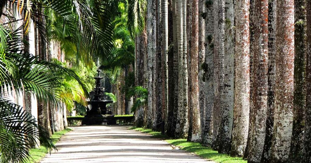 Der botanische Garten Jardim Botânico ist bekannt für seine Vielfalt an Pflanzen. Hier kannst du gerne mal einen entspannten Nachmittag verbringen.