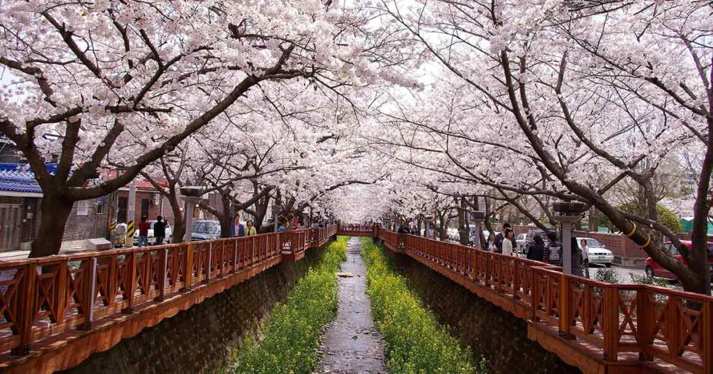 Das Kirschblütenfest in Jinhae findet jährlich statt. Tausende von Kirschbäumen stehen dann in voller Blüte und die Landschaft wird in ein rosa Blütenmeer verwandelt.