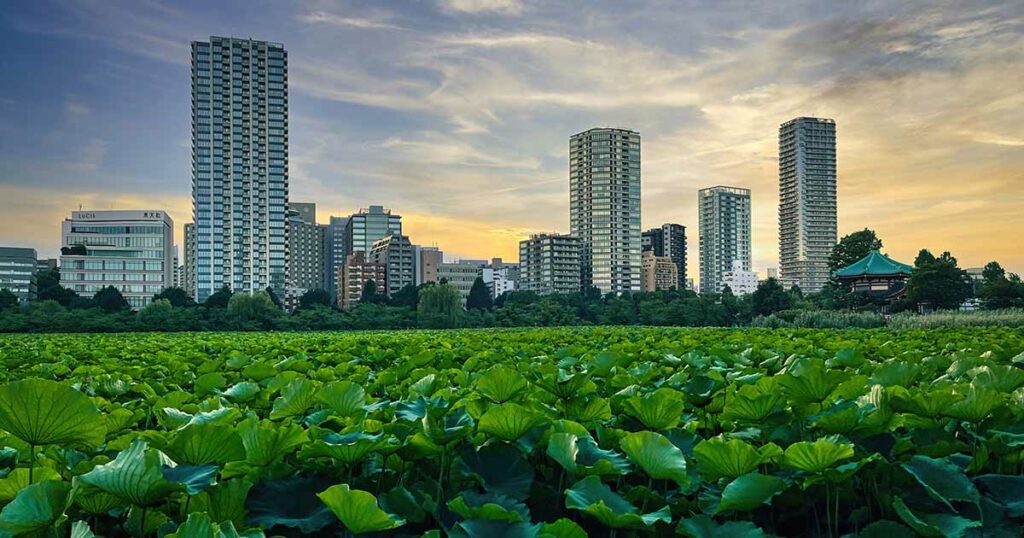 Den Ueno Park in Tokio kannst du besuchen, wenn du mal eine Auszeit brauchst. Hier findest du viele schöne Pflanzen und ruhige Plätze zum Entspannen. Auf Teichen kannst du dir ein Tret- oder Paddelboot ausleihen und losschippern.