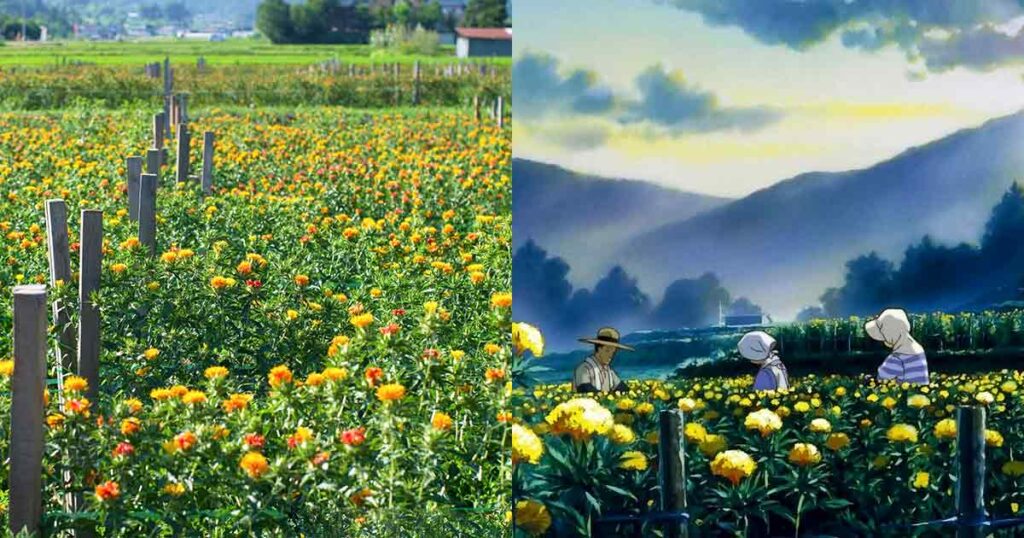 Im Anime-Film "Only Yesterday" sehen die Felder wie das Original in Yamagata City aus (© Hiroaki Kaneko, CC BY-SA 3.0, via Wikimedia Commons).